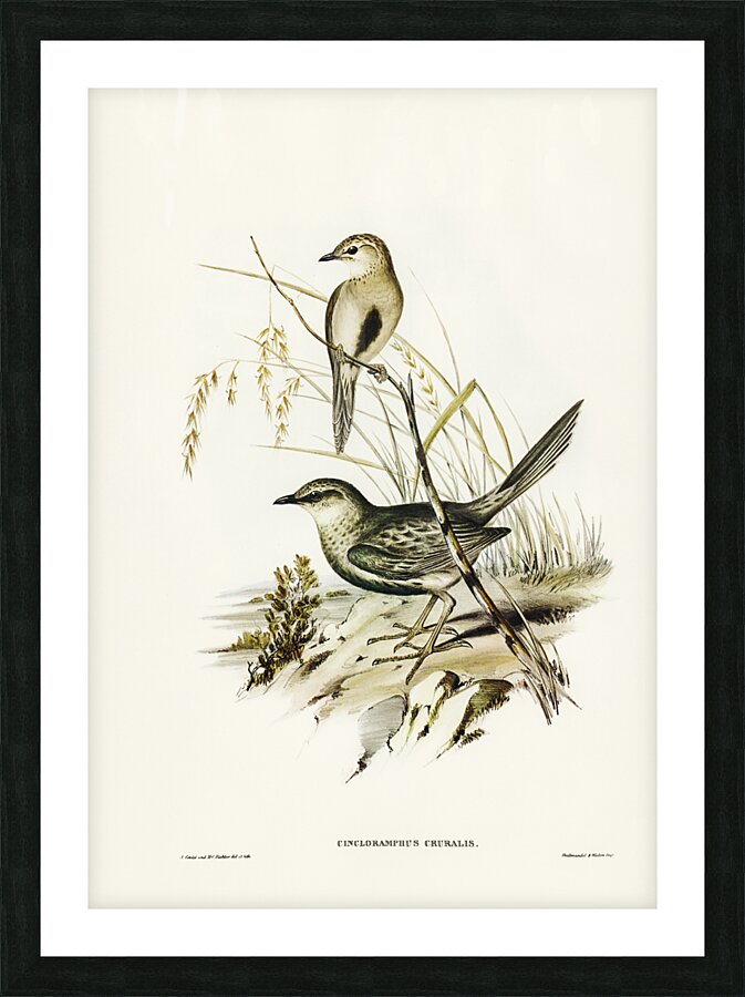 Brown Songlark Cincloramphus cruralis illustrated by Elizabeth Gould 1804–1841 for John Gould’s 1804-1881 Birds of Australia  Picture Frame print