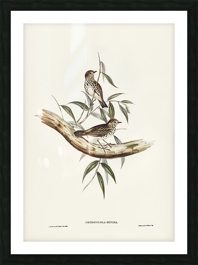 Little chthonicola chthonicola minima illustrated by Elizabeth Gould 1804–1841 for John Gould’s 1804-1881 Birds of Australia  Picture Frame print