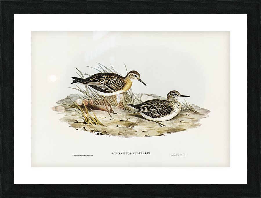 Australian Tringa Schoeniclus Australis illustrated by Elizabeth Gould 1804–1841 for John Gould’s 1804-1881 Birds of Australia  Picture Frame print