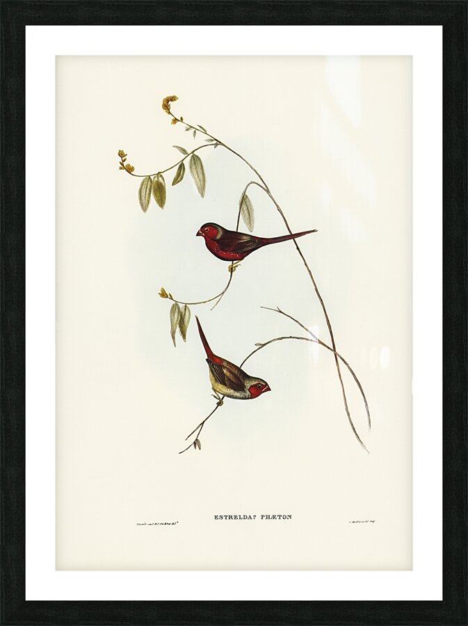 Crimson Finch Estrelda Phaeton illustrated by Elizabeth Gould 1804–1841 for John Gould’s 1804-1881 Birds of Australia  Picture Frame print