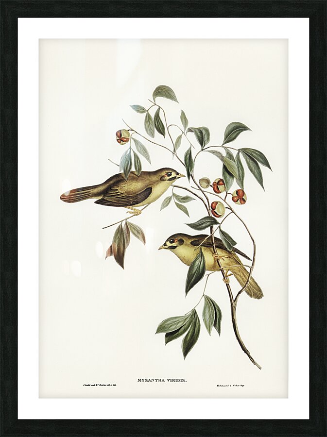 Australian Bell Bird Myzantha melanophrys illustrated by Elizabeth Gould 1804–1841 for John Gould’s 1804-1881 Birds of Australia  Picture Frame print