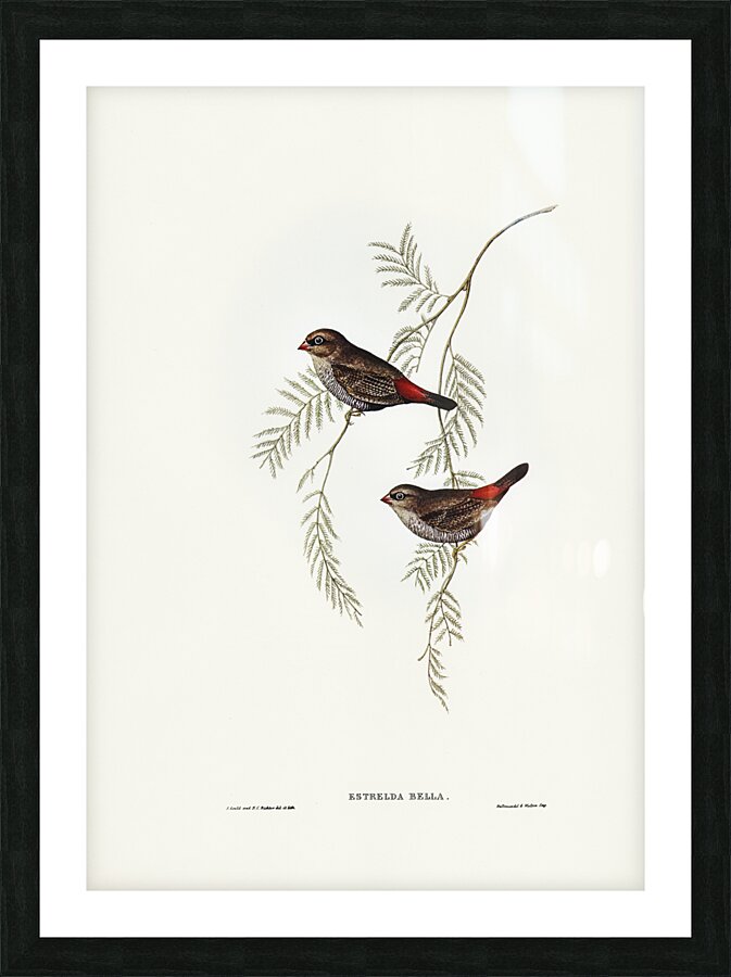 Fire-tailed Finch illustrated by Elizabeth Gould 1804–1841 for John Gould’s 1804-1881 Birds of Australia  Picture Frame print