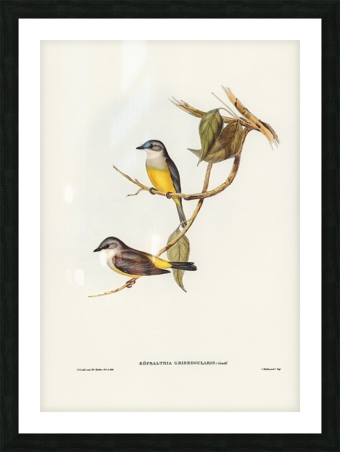 Grey-breasted Robin Eopsaltria griseogularis illustrated by Elizabeth Gould 1804–1841 for John Gould’s 1804-1881 Birds of Australia  Picture Frame print