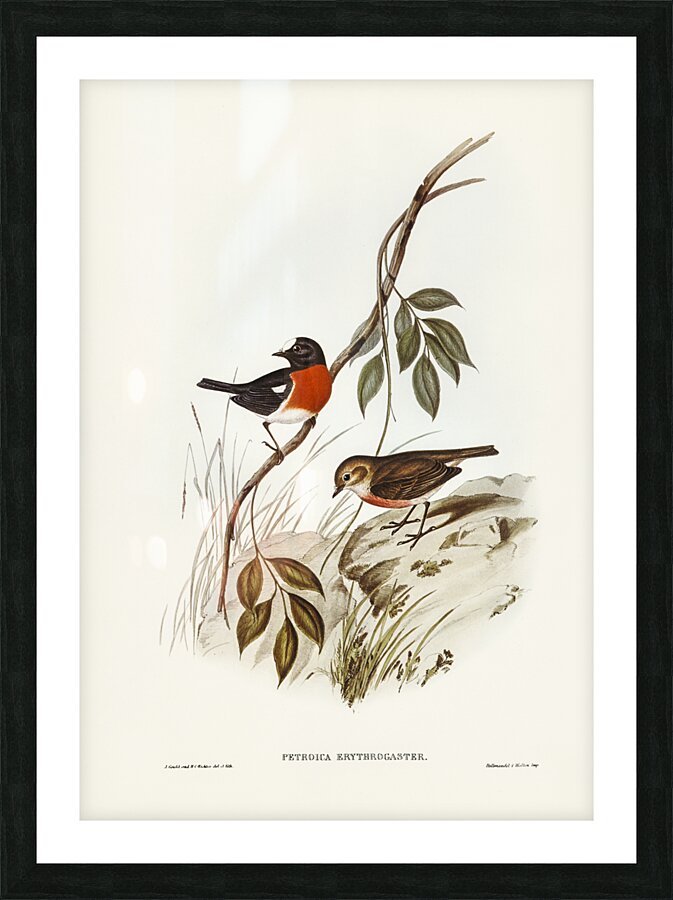 Norfolk Island Robin Petroica erythrogastra illustrated by Elizabeth Gould 1804–1841 for John Gould’s 1804-1881 Birds of Australia  Picture Frame print