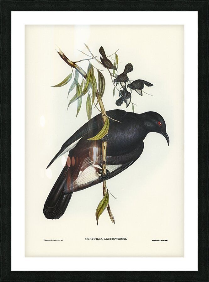 White-winged Chough Corcorax leucopterus illustrated by Elizabeth Gould 1804–1841 for John Gould’s 1804-1881 Birds of Australia  Picture Frame print