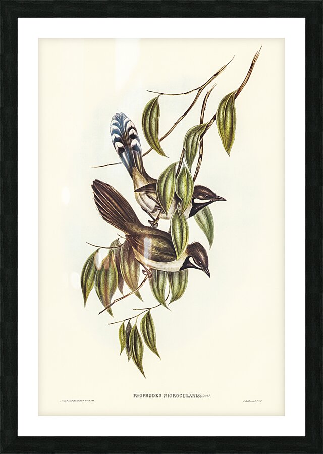 Black-throated Psophodes Psophodes nigrogularis illustrated by Elizabeth Gould 1804–1841 for John Gould’s 1804-1881 Birds of Australia  Picture Frame print