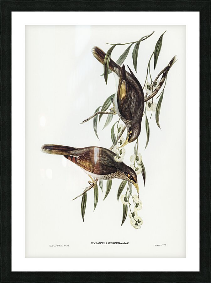 Black-throated Psophodes Psophodes nigrogularis illustrated by Elizabeth Gould 1804–1841 for John Gould’s 1804-1881 Birds of Australia  Picture Frame print