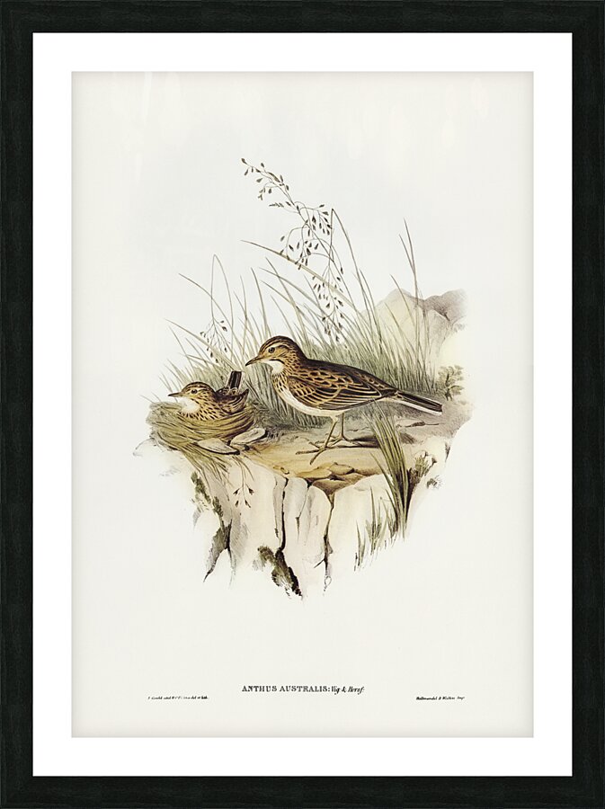 Australian Pipit Anthus Australis illustrated by Elizabeth Gould 1804–1841 for John Gould’s 1804-1881 Birds of Australia  Picture Frame print
