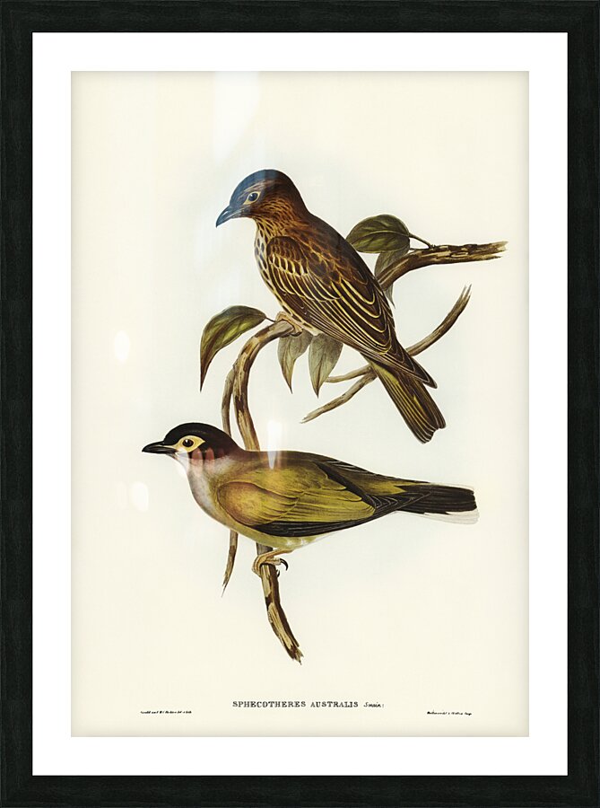 Australian Sphecotheres Sphecotheres Australis illustrated by Elizabeth Gould 1804–1841 for John Gould’s 1804-1881 Birds of Australia  Picture Frame print