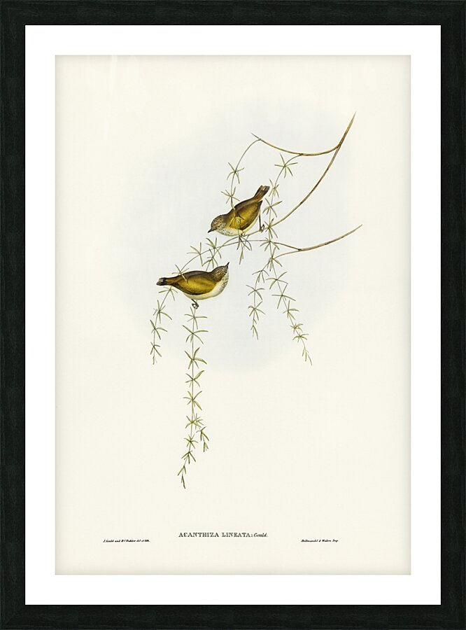 Australian Sphecotheres Sphecotheres Australis illustrated by Elizabeth Gould 1804–1841 for John Gould’s 1804-1881 Birds of Australia  Picture Frame print