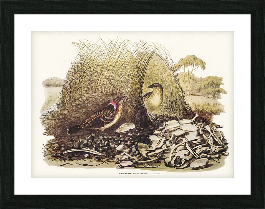 Spotted Bower Bird Chlamydera maculata illustrated by Elizabeth Gould 1804–1841 for John Gould’s 1804-1881 Birds of Australia  Picture Frame print