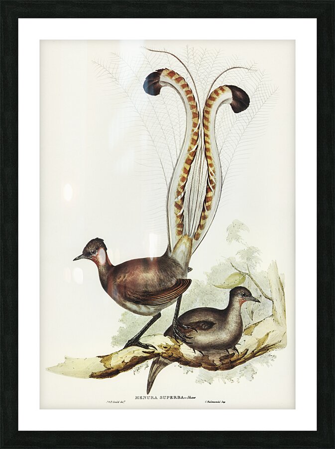 Lyre Bird Menura superba illustrated by Elizabeth Gould 1804–1841 for John Gould’s 1804-1881 Birds of Australia  Picture Frame print
