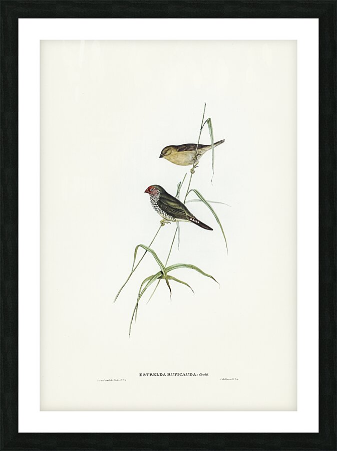 Red-tailed Finch Estrelda ruficauda illustrated by Elizabeth Gould 1804–1841 for John Gould’s 1804-1881 Birds of Australia  Picture Frame print