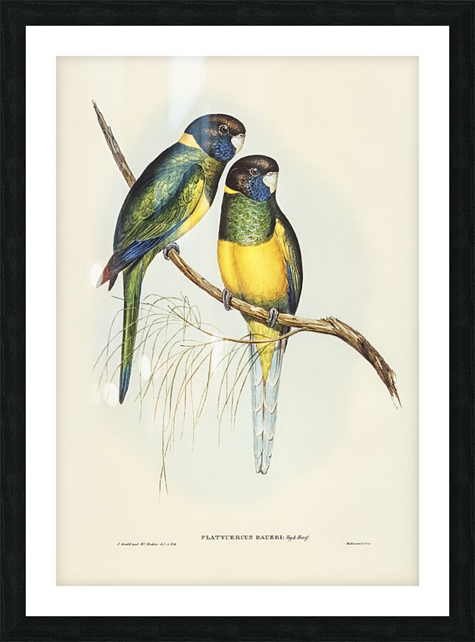 Bauers Parrakeet Platycercus Bauerii illustrated by Elizabeth Gould 1804–1841 for John Gould’s 1804-1881 Birds of Australia  Impression et Cadre photo