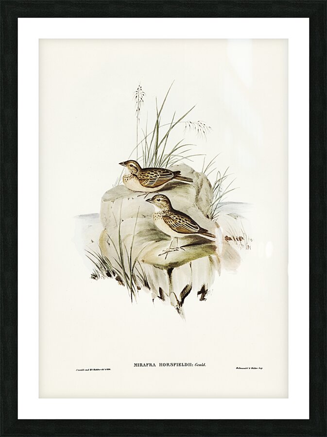 Horsfield’s Mirafra Mirafra Horsfieldii illustrated by Elizabeth Gould 1804–1841 for John Gould’s 1804-1881 Birds of Australia  Picture Frame print