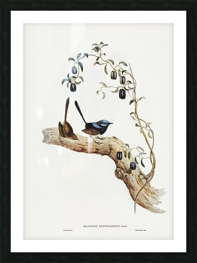 Long-tailed Wren Malurus longicaudus illustrated by Elizabeth Gould 1804–1841 for John Gould’s 1804-1881 Birds of Australia  Picture Frame print