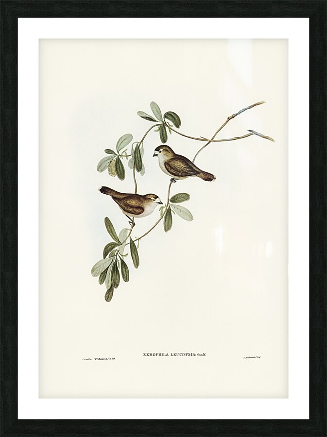 White-faced Xerophila Xerophila leucopsis illustrated by Elizabeth Gould 1804–1841 for John Gould’s 1804-1881 Birds of Australia  Picture Frame print
