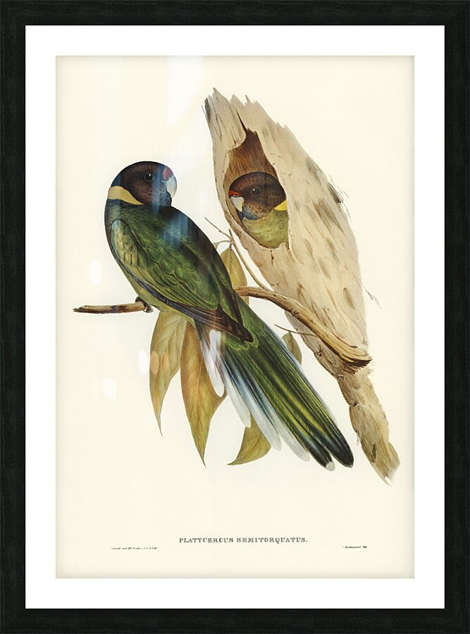 Curlew Sandpiper Schoeniclus subarquatus illustrated by Elizabeth Gould 1804–1841 for John Gould’s 1804-1881 Birds of Australia  Picture Frame print