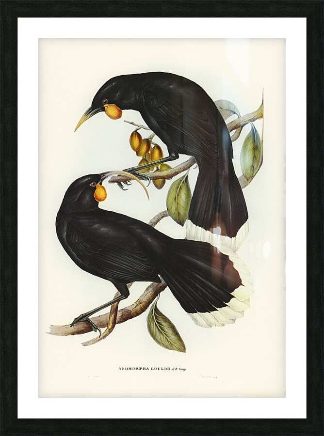 Gould&39s Neomorpha Neomorpha Gouldii illustrated by Elizabeth Gould 1804–1841 for John Gould’s 1804-1881 Birds of Australia  Picture Frame print