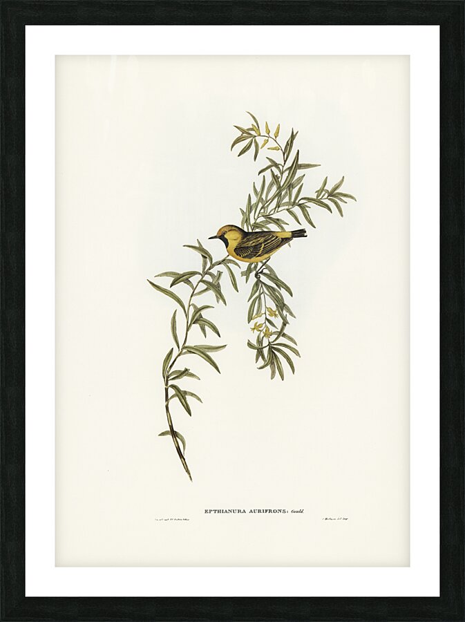 Orange-fronted chat Ephthianura aurifrons illustrated by Elizabeth Gould 1804–1841 for John Gould’s 1804-1881 Birds of Australia  Picture Frame print