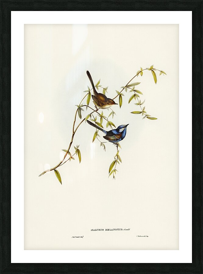 Black-backed Wren Malurus melanotus illustrated by Elizabeth Gould 1804–1841 for John Gould’s 1804-1881 Birds of Australia  Picture Frame print