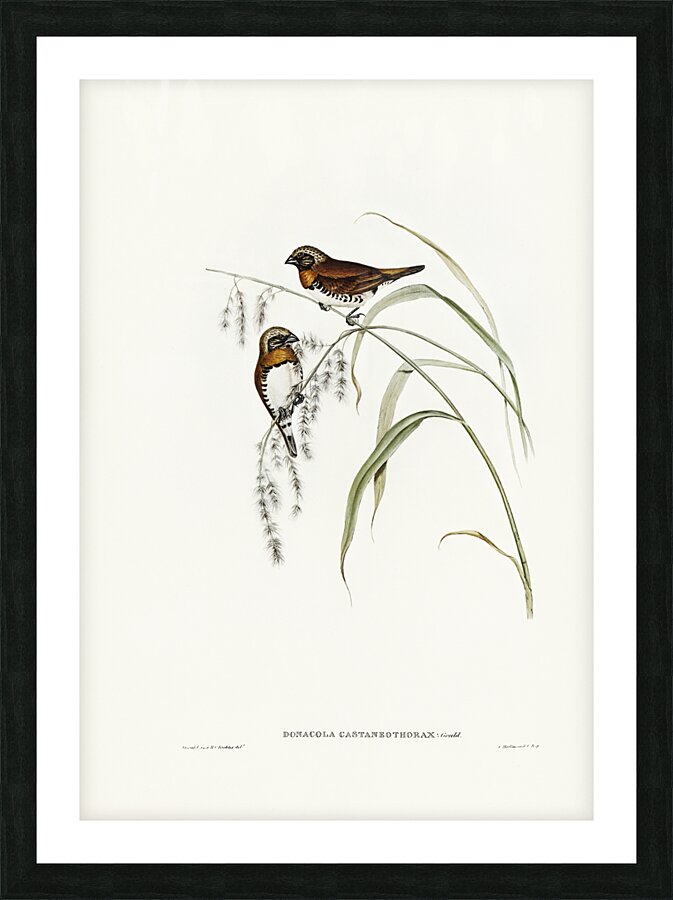 Chestnut-breasted Finch Donacola castaneothorax illustrated by Elizabeth Gould 1804–1841 for John Gould’s 1804-1881 Birds of Australia  Picture Frame print