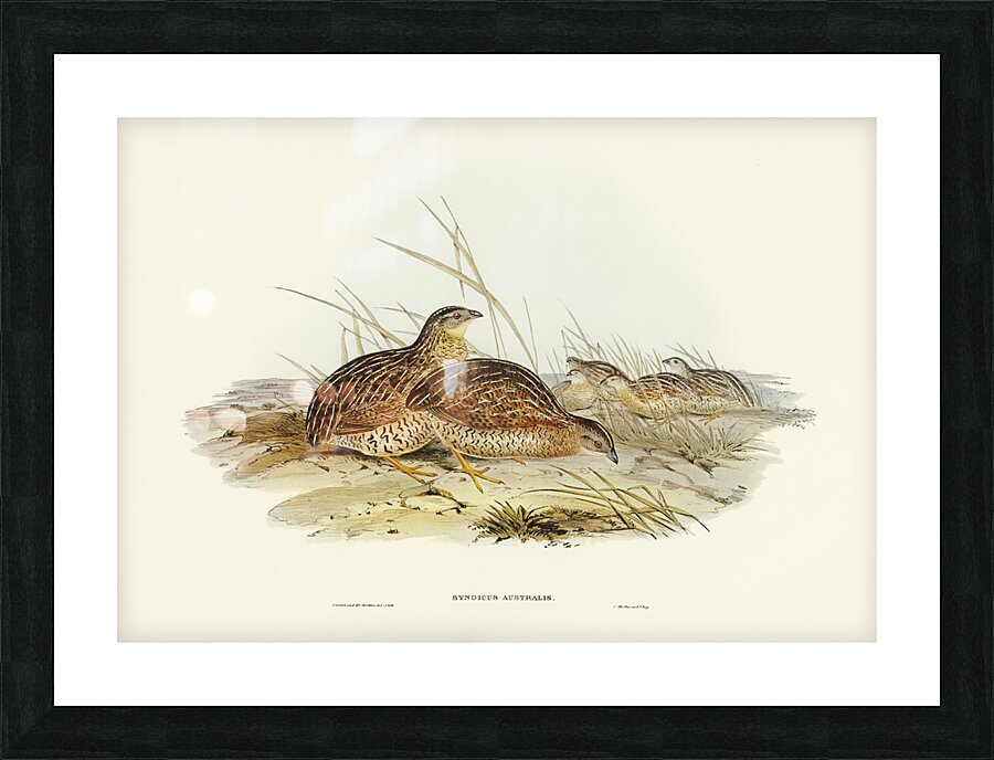Chestnut-breasted Finch Donacola castaneothorax illustrated by Elizabeth Gould 1804–1841 for John Gould’s 1804-1881 Birds of Australia  Picture Frame print