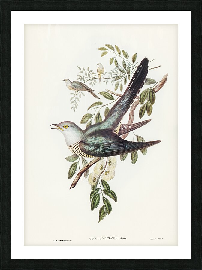 Chestnut-breasted Finch Donacola castaneothorax illustrated by Elizabeth Gould 1804–1841 for John Gould’s 1804-1881 Birds of Australia  Picture Frame print