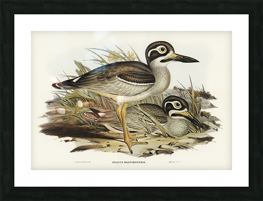 Large-billed Plover Esacus magnirostris illustrated by Elizabeth Gould 1804–1841 for John Gould’s 1804-1881 Birds of Australia  Picture Frame print