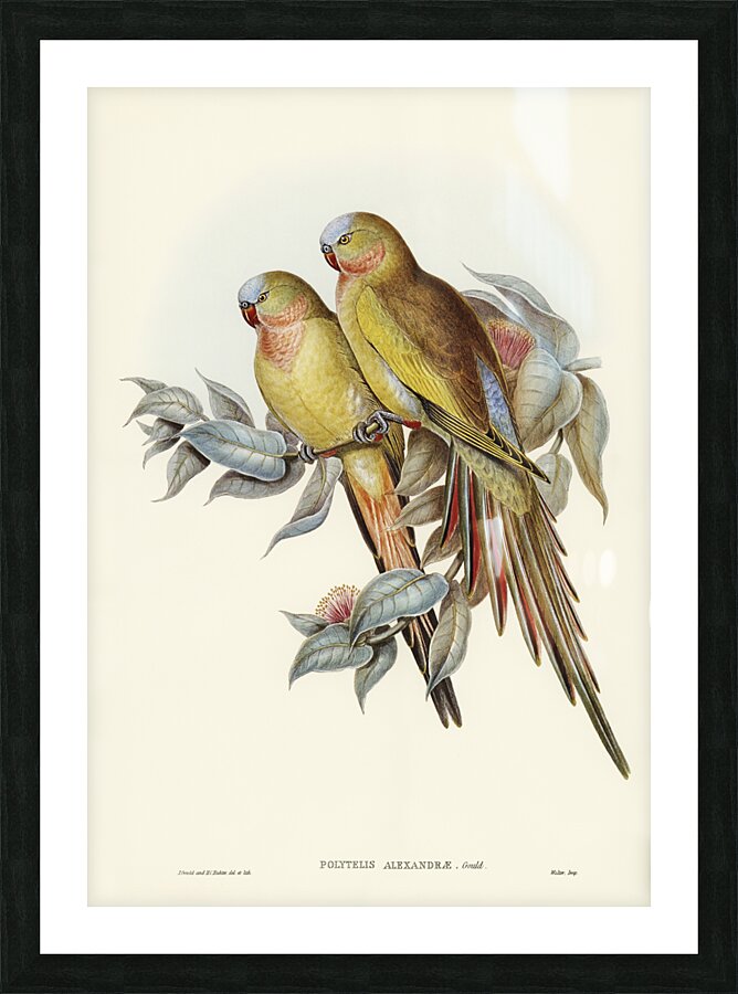 The Princess of Wales&39s Parakeet Polytelis Alexandrae illustrated by Elizabeth Gould 1804–1841 for John Gould’s 1804-1881 Birds of Australia  Picture Frame print