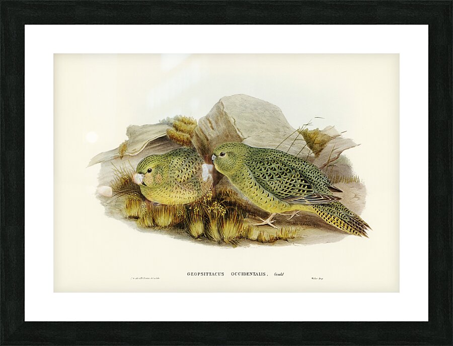 Nocturnal Ground-Parakeet Geopsittacus occidentalis illustrated by Elizabeth Gould 1804–1841 for John Gould’s 1804-1881 Birds of Australia  Picture Frame print