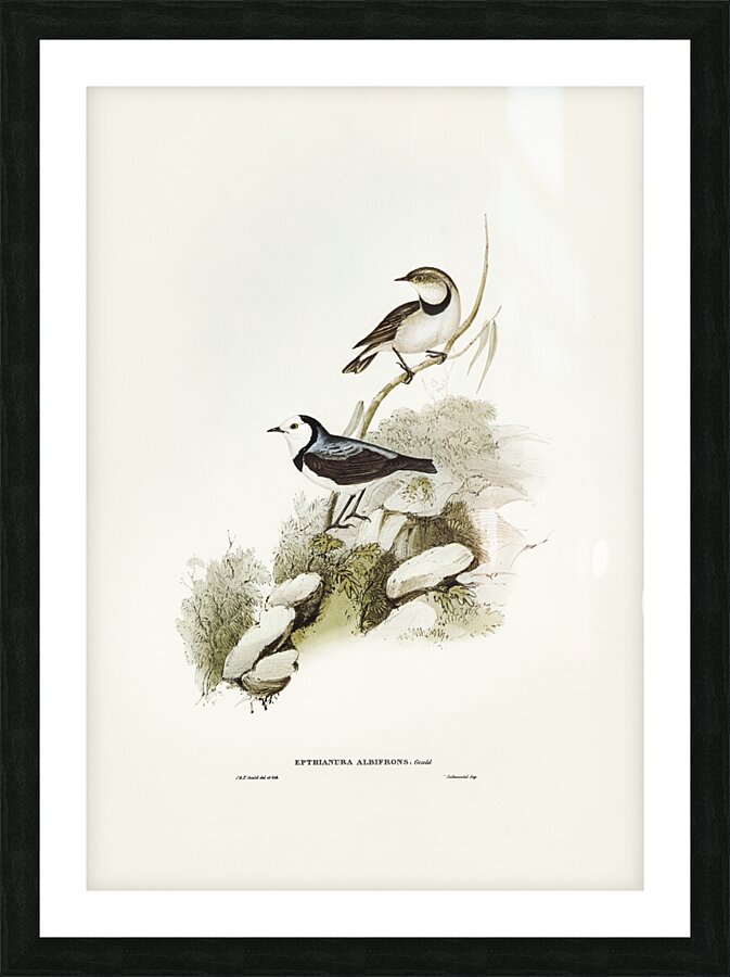 White-fronted chat Ephthianura albifrons illustrated by Elizabeth Gould 1804–1841 for John Gould’s 1804-1881 Birds of Australia  Picture Frame print