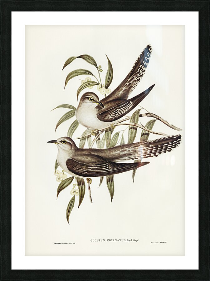 Unadorned Cuckoo Cuculus inornatus illustrated by Elizabeth Gould 1804–1841 for John Gould’s 1804-1881 Birds of Australia  Picture Frame print