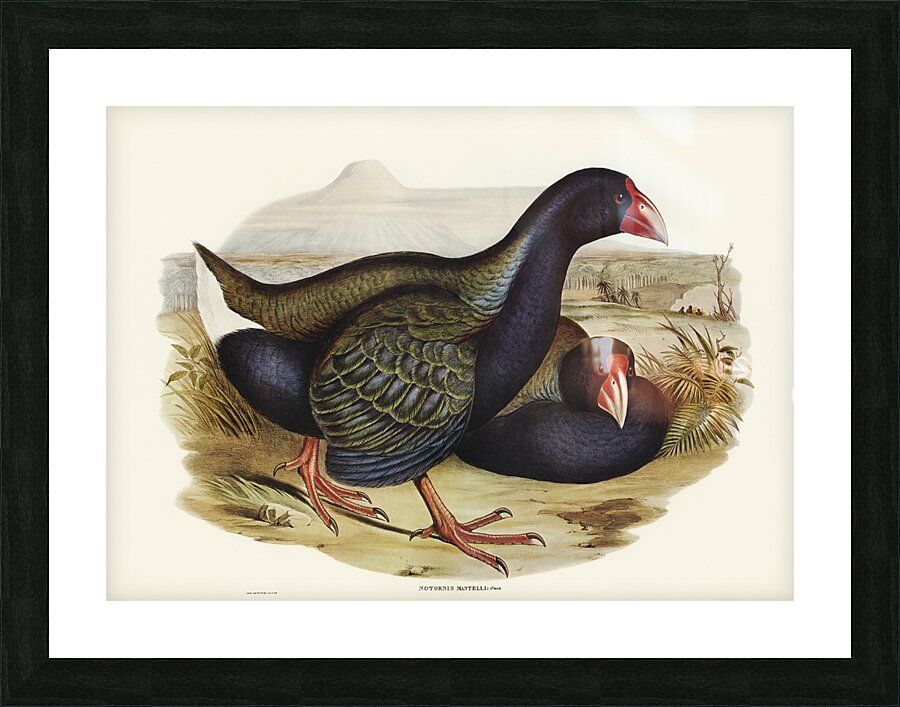 Notornis Notornix Mantelli illustrated by Elizabeth Gould 1804–1841 for John Gould’s 1804-1881 Birds of Australia  Picture Frame print