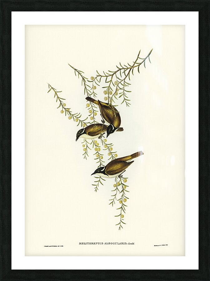 White-throated Honey-eater Melithreptus albogularis illustrated by Elizabeth Gould 1804–1841 for John Gould’s 1804-1881 Birds of Australia  Picture Frame print