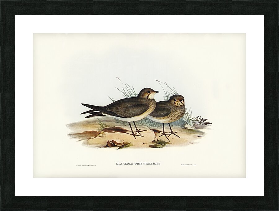 Oriental Pratincole Glareola Orientalis illustrated by Elizabeth Gould 1804–1841 for John Gould’s 1804-1881 Birds of Australia  Picture Frame print