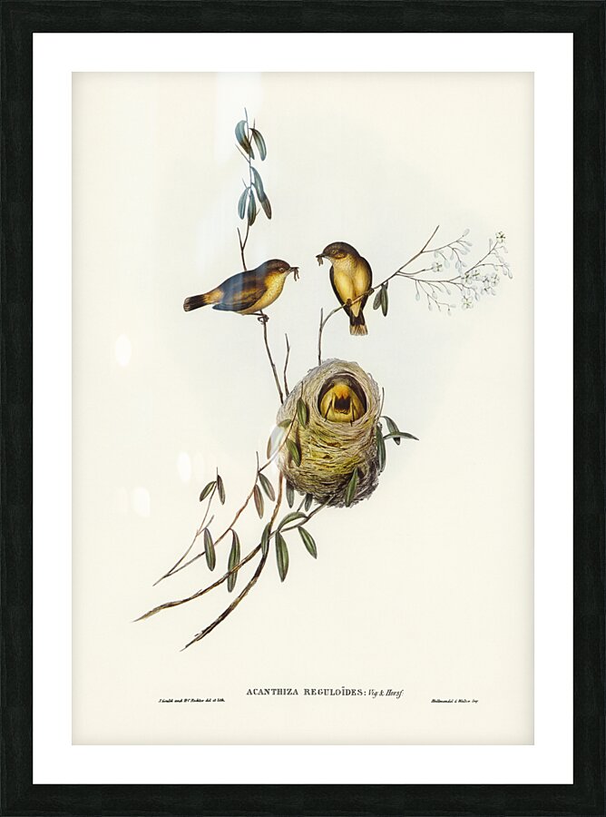 Regulus-like Acanthiza Acanthiza Reguloides illustrated by Elizabeth Gould 1804–1841 for John Gould’s 1804-1881 Birds of Australia  Picture Frame print