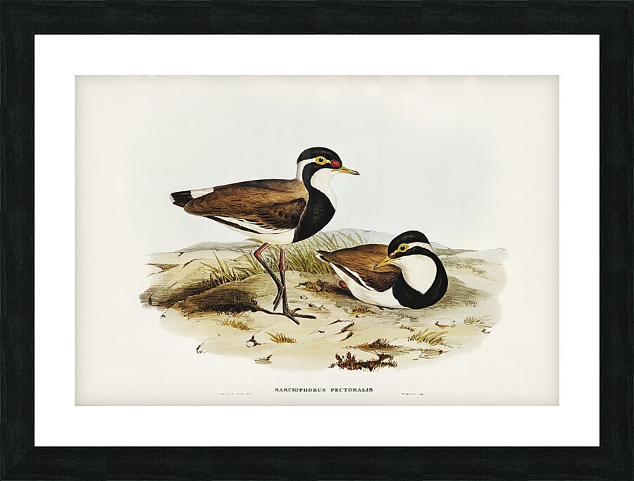 Black-breasted Pewit Sarciophorus pectoralis illustrated by Elizabeth Gould 1804–1841 for John Gould’s 1804-1881 Birds of Australia  Picture Frame print