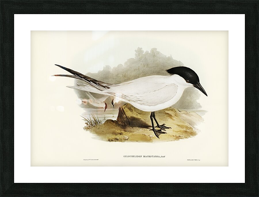 Great-footed Tern Gelochelidon macrotarsa illustrated by Elizabeth Gould 1804–1841 for John Gould’s 1804-1881 Birds of Australia  Picture Frame print