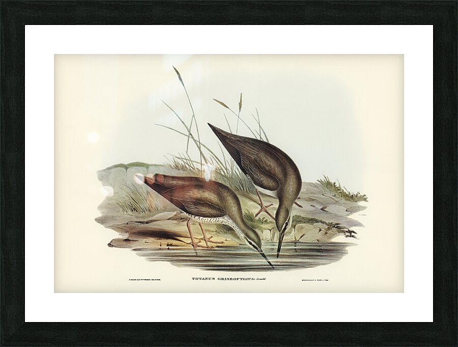 Grey-rumped Sandpaper Totanus griseopygius illustrated by Elizabeth Gould 1804–1841 for John Gould’s 1804-1881 Birds of Australia  Picture Frame print