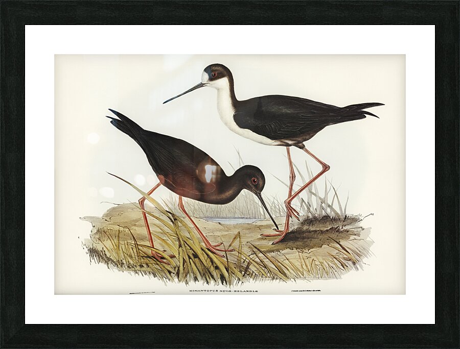 New Zealand Stilt Himantopus Novae-Zelandiae illustrated by Elizabeth Gould 1804–1841 for John Gould’s 1804-1881 Birds of Australia  Picture Frame print