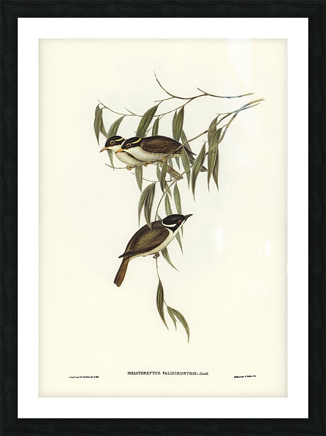 Strong-billed Honey-eater Melithreptus validirostris illustrated by Elizabeth Gould 1804–1841 for John Gould’s 1804-1881 Birds of Australia  Picture Frame print