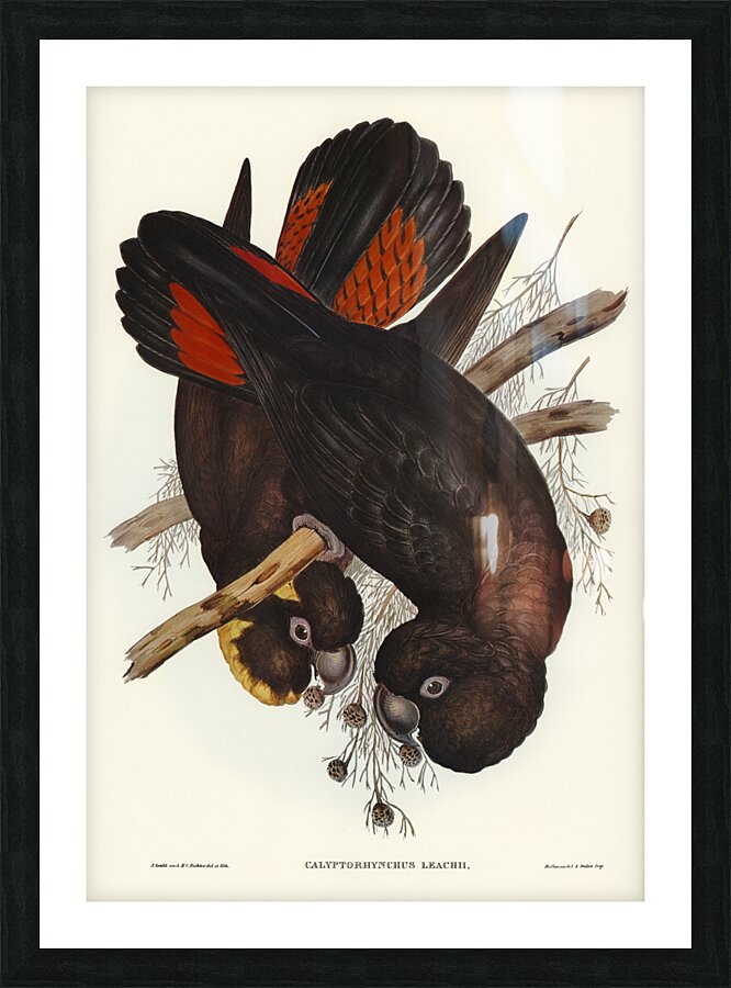 Leachs Cockatoo Calyptorhynchus Leachii illustrated by Elizabeth Gould 1804–1841 for John Gould’s 1804-1881 Birds of Australia  Picture Frame print