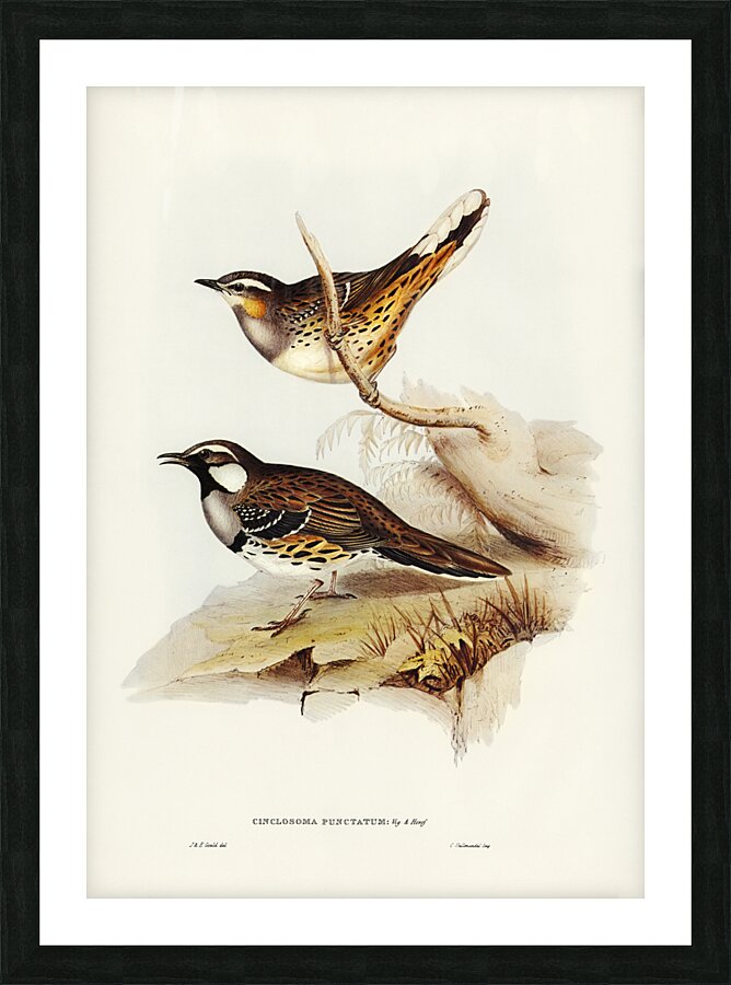 Spotted Groud Thrush Cinclosoma punctatum illustrated by Elizabeth Gould 1804–1841 for John Gould’s 1804-1881 Birds of Australia  Picture Frame print