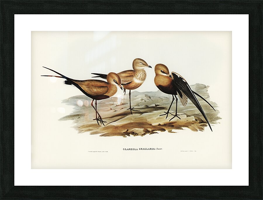 Australian Pratincole Glareola grallaria illustrated by Elizabeth Gould 1804–1841 for John Gould’s 1804-1881 Birds of Australia  Picture Frame print
