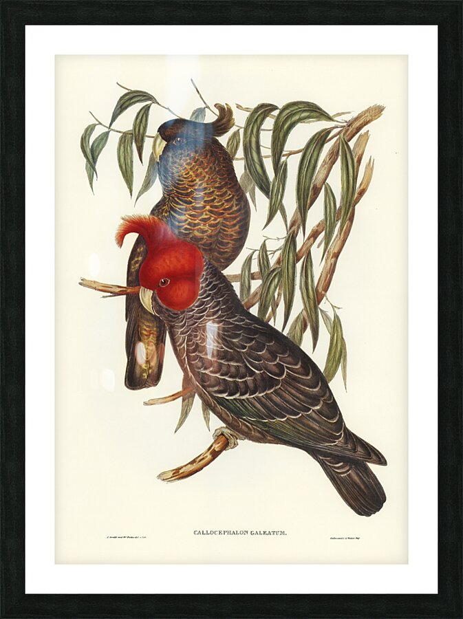 Gang-gang Cockatoo Callocephalon galeatum illustrated by Elizabeth Gould 1804–1841 for John Gould’s 1804-1881 Birds of Australia  Picture Frame print