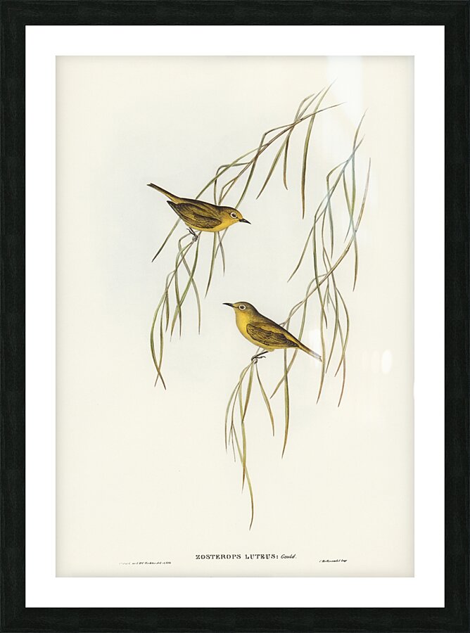 Yellow Zosterops Zosterops lutcus illustrated by Elizabeth Gould 1804–1841 for John Gould’s 1804-1881 Birds of Australia  Picture Frame print