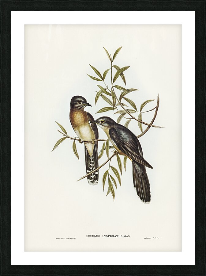 Brush Cuckoo Cuculus insperatus illustrated by Elizabeth Gould 1804–1841 for John Gould’s 1804-1881 Birds of Australia  Picture Frame print