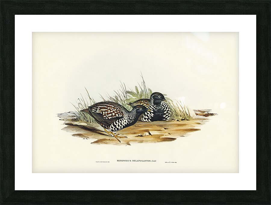 Black-breasted Hemipode Hemipodius melanogaster illustrated by Elizabeth Gould 1804–1841 for John Gould’s 1804-1881 Birds of Australia  Picture Frame print
