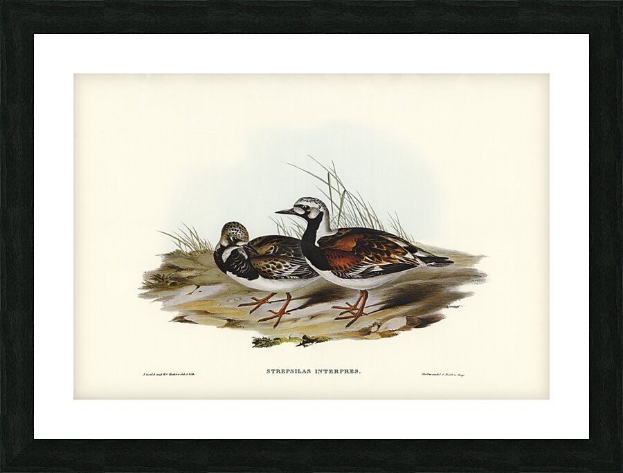 Turnstone Strepsilas Interpres illustrated by Elizabeth Gould 1804–1841 for John Gould’s 1804-1881 Birds of Australia  Picture Frame print